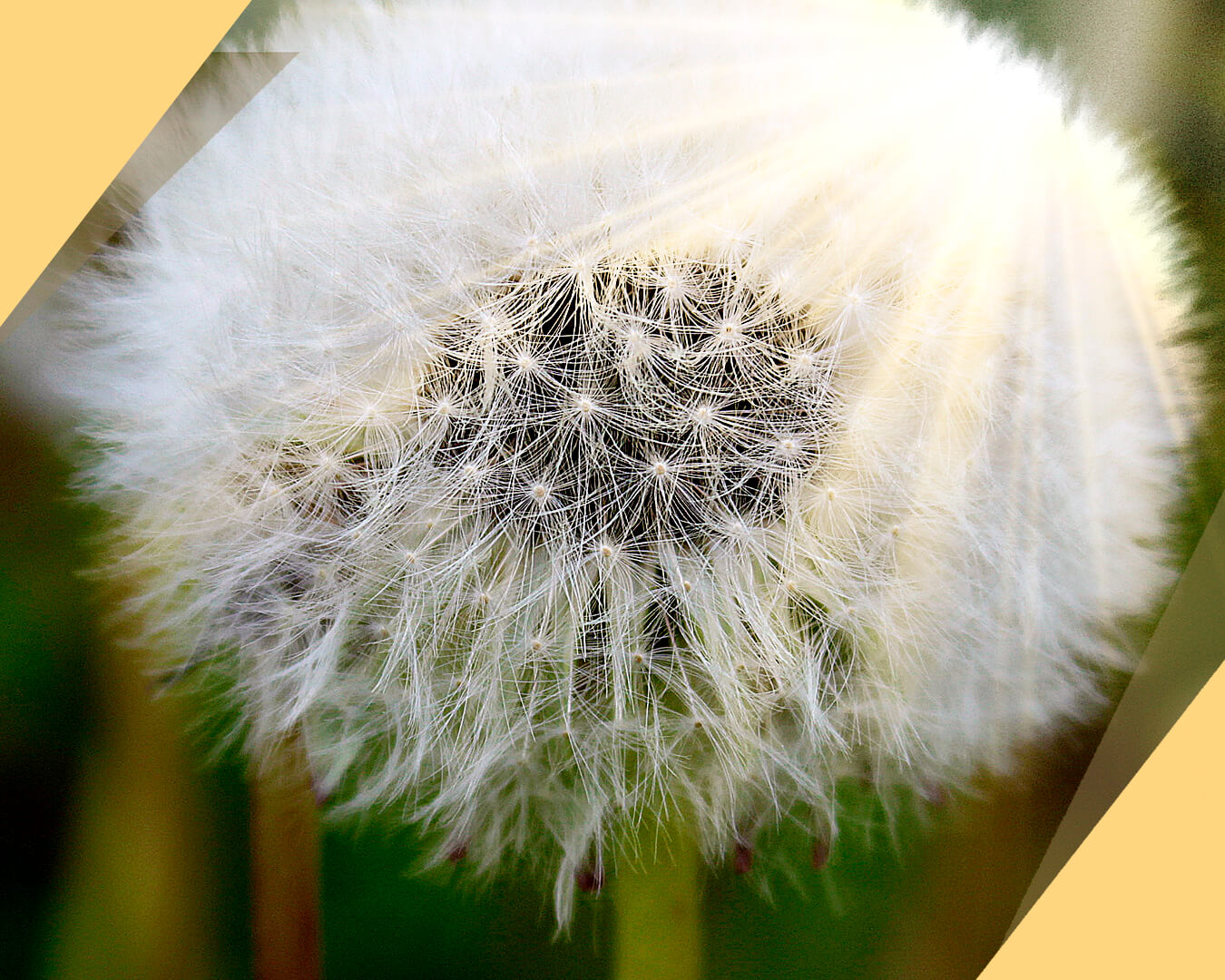 Pusteblume